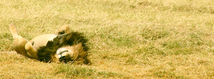 lion rolling in grass