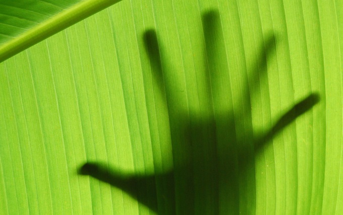 Hand silhouette behind banana leaf