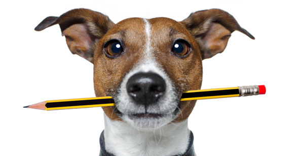 A puppy with a pencil in his mouth