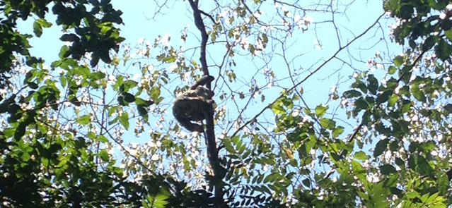 Sloth in Costa Rica