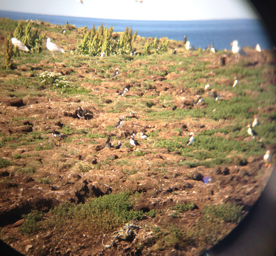 Puffins and Seagulls in Maberly, NL