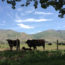 Photo of cows in a field with hills and a blue sky in the background.