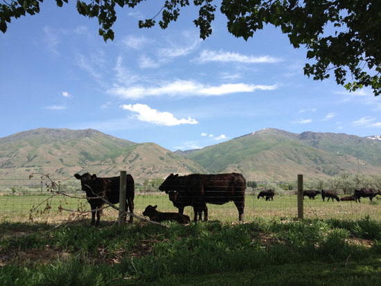 Photo of cows in a field with hills and a blue sky in the background.