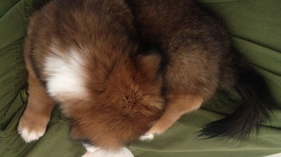 Picture of a brown and white puppy curled-up on a person's lap