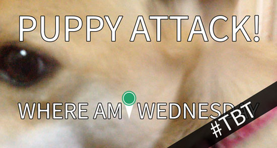 Close-up picture of a dog's face with white text in the foreground that says "Puppy Attack! Where Am I Wednesday"