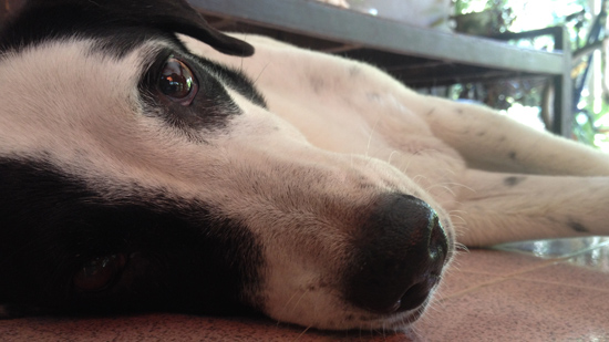 Photo of a dog with black and white markings on her face. She is laying on the ground and staring at the camera. There is white text in the foreground that says "Working for the CIA. Where Am I Wednesday"