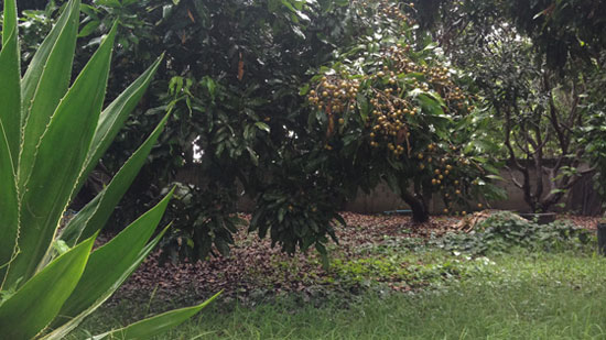 Image contains a large tree with berries and a big plant in the background.