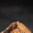 Image contains a dark background with a peach pt in the middle. The pit has been cut open to show the light brown seed.