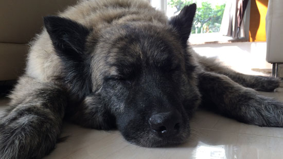 Image contains a photo of a large dog with light grey and black fur. The dog is lying on the floor and facing the camera with his paws spread out.