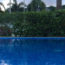 Image contains a photo of a pool with green bushes and palm trees in the background.