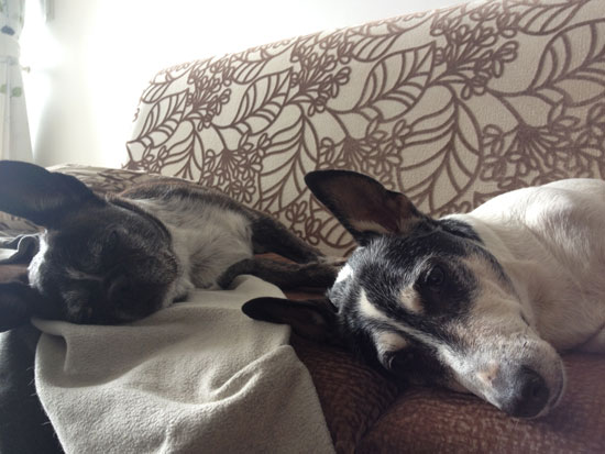 Image contains two dogs laying on a couch facing the camera. The dog closest to the camera is mainly white with black patches around his ears and face. The dog in the background is black with white patches on his chest.