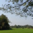 Image contains a photo of a green rice field with a small number of jungle plants and trees to the left, more trees off in the distance, and the branches of one large tree hanging overhead from the right.