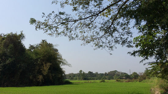 Image contains a photo of a green rice field with a small number of jungle plants and trees to the left, more trees off in the distance, and the branches of one large tree hanging overhead from the right.