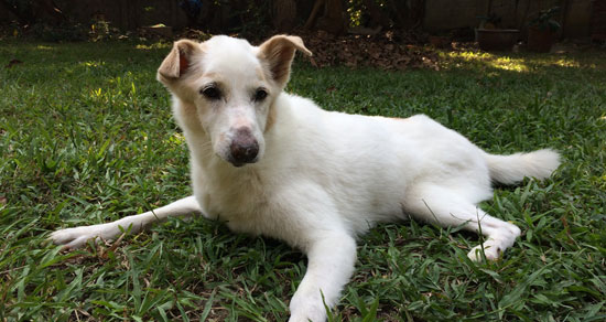 Image contains a white dog centred in the photo. The dog is looking to the right of the camera, and he's laying on green grass with trees in the background.