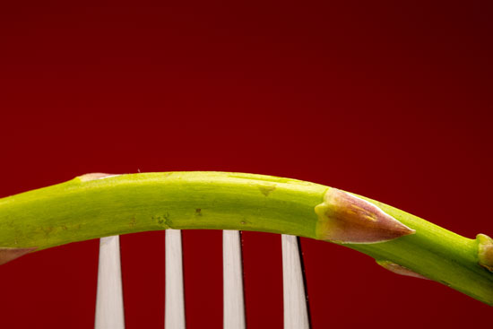 Image contains a dark red background with a silver fork coming up from the bottom of the frame. On the fork, a single piece of asparagus is visible. However, the image is cropped so that neither the tip or the bottom of the asparagus is visible.