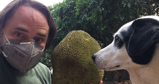 Image contains a large, leafy green tree in the background. In the foreground, there is a man on the left wearing a face mask. The man is holding a large spiny light green fruit to his right, and there is a dog with black patches around her eye that is looking directly at the man.