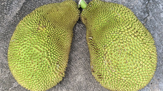 Image contains a photo of a large jackfruit that has been cut in half. Both halves are faced down on concrete with the green, bumpy side facing up.