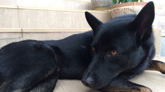 Image contains a photo of a medium-sized black dog. The dog is laying down on light coloured tile with his head rested on his front paws, He is looking to the left.