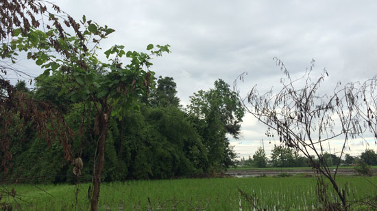 Image contains a photo of a green rice field with large leafy trees in the background. Above the trees, light blue clouds can be seen in the distance.