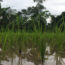 Image contains a photo of a rice field with green stalks of rice visible in the foreground and large trees in the background.