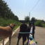Image contains a photo of two dogs being walked. One dog is all black and the other is a dark yellow. The two dogs are on leashes, which can be seen coming from the bottom of the screen toward the dogs. In the background, there is a small road, blue sky, and trees and bushes.