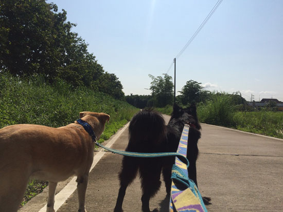 Image contains a photo of two dogs being walked. One dog is all black and the other is a dark yellow. The two dogs are on leashes, which can be seen coming from the bottom of the screen toward the dogs. In the background, there is a small road, blue sky, and trees and bushes.