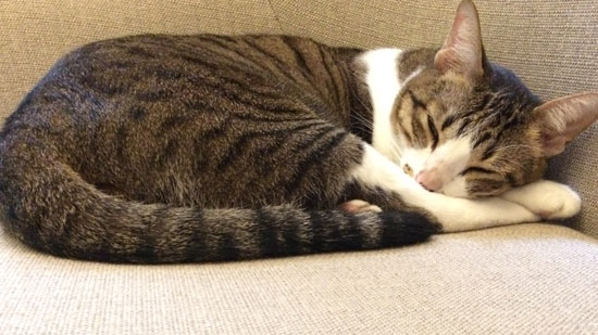 Image contains a photo of a cat curled up against a light tan coloured couch. The cat has their head resting on their front paws, and their tail is curled around their body.