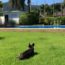 Image contains a photo of a small black dog facing away from the camera on a green lawn. In the background, the blue water of a pool is visible before a number of trees and a small white pool building. Above this, there are blue clouds.