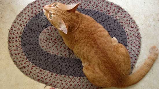 Image contains a photo of a mainly orange cat sitting on a multi-coloured mat while looking up at the camera.