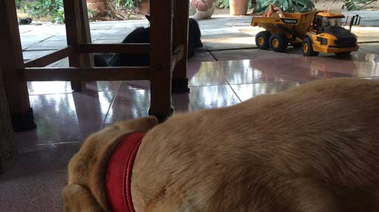 Image contains a photo of a dog with yellow fur and a red collar laying down on a tile floor in the foreground. In the background, the legs of a wooden chair and table can be see. Behind the furniture, a black dog is visible. Near the black dog, a toy truck is also visible.