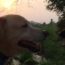 Image contains a photo of the heads of two dogs looking at each other. In the background, there is an orange sunset.