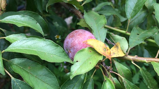 Image contains a photo of a small purple plum tucked amongst a bunch of green leaves.