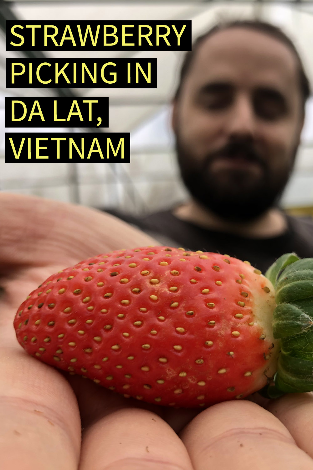Image contains a photo of a man holding a bright red strawberry in his right hand. The strawberry is clearly visible in the foreground while the man is out of focus in the background. In the top left of the image, there is yellow text that says "Strawberry Picking in Da Lat, Vietnam".