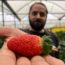 Image contains a photo of a man holding a bright red strawberry in his right hand. The strawberry is clearly visible in the foreground while the man is out of focus in the background.