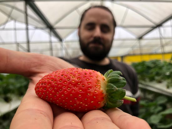 Image contains a photo of a man holding a bright red strawberry in his right hand. The strawberry is clearly visible in the foreground while the man is out of focus in the background.