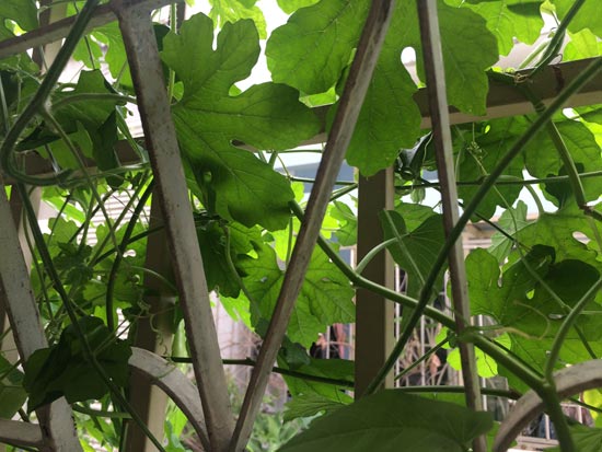 Image contains a photo of a fence covered in green leaves and vines.