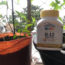 Image contains a photo of a vitamin B12 supplement bottle sitting on the edge of a pot. In the background, a number of leafy green plants can be seen.